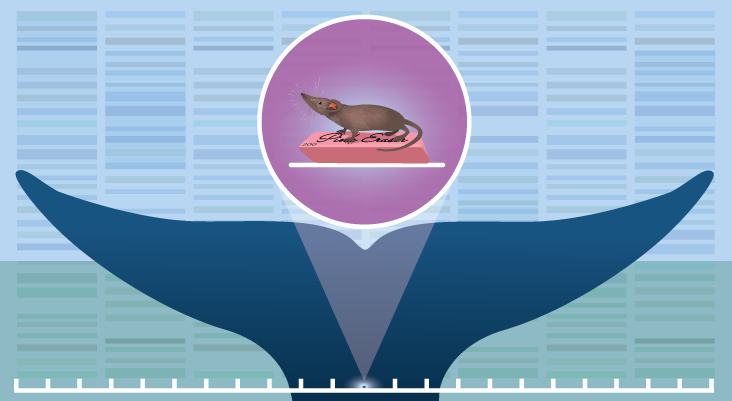 An illustration of a blue whale tail emerging from the water. Above the tail is a circle containing an Etruscan shrew.
