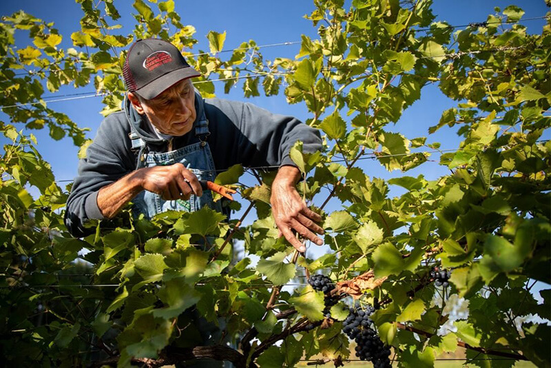 A farmer tends grape vines